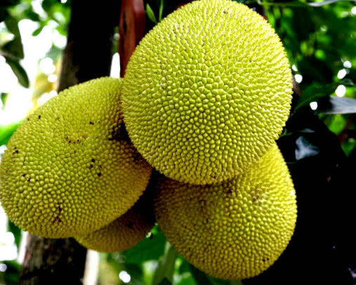 菠萝蜜好吃的方法,菠萝蜜熟的好的挑选方法