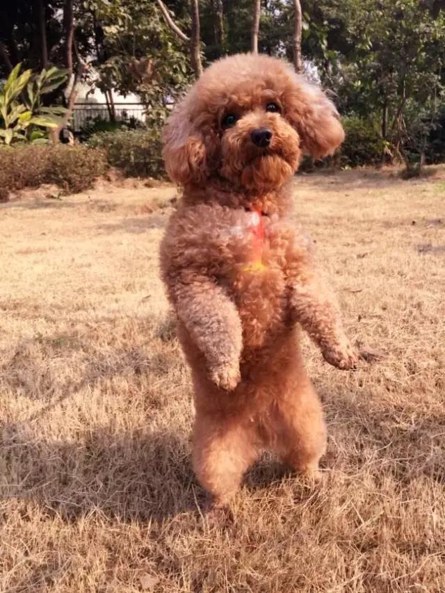 怎么教狗持续站立,不要轻易去教狗站立