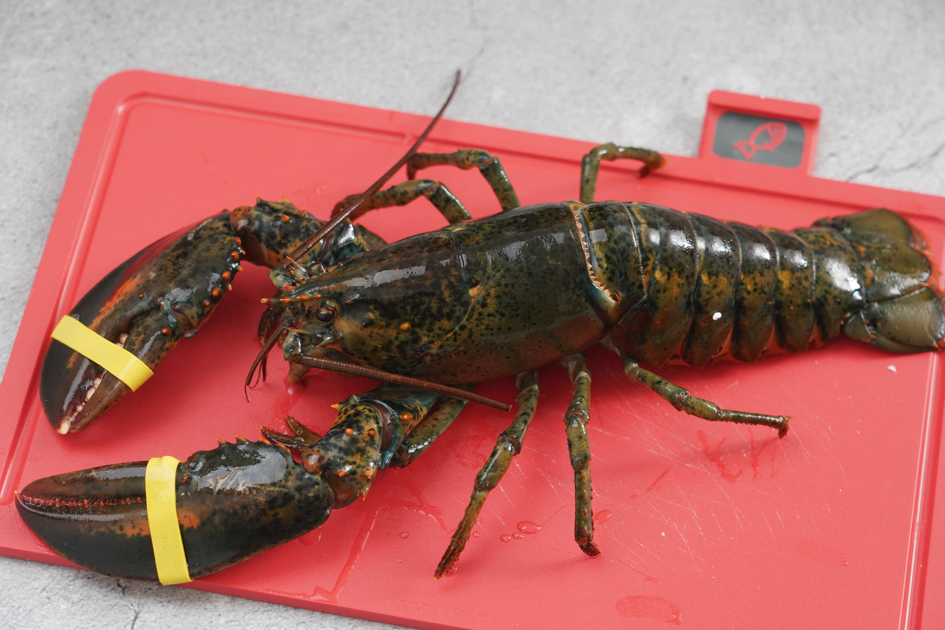 蒜蓉芝士焗龙虾的做法窍门视频,蒜蓉蒸波士顿龙虾的做法大全