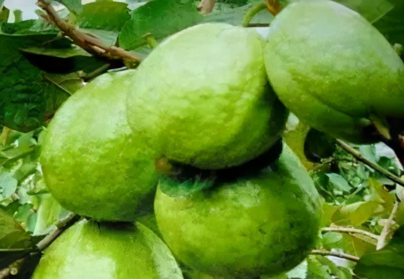 去化州一定要吃什么,化州游玩记