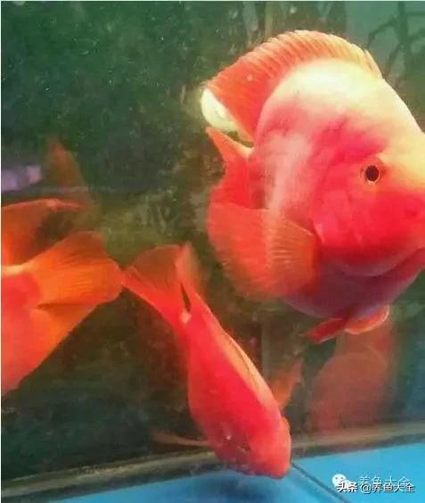 养观赏鱼放盐时为什么会死,观赏鱼外伤用黄粉行吗