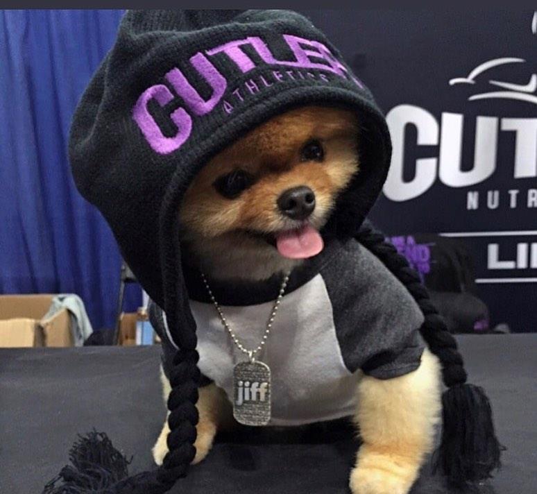 博美脾气暴躁易怒怎么办,博美暴躁怎么办