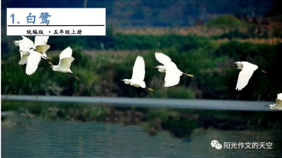 作文六年级校园,六年级作文不一样的校园