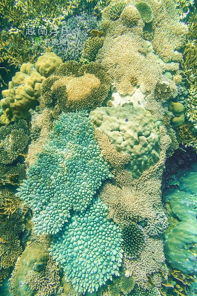 中国可浮潜的海湾,世界最美且可以浮潜十大海滩