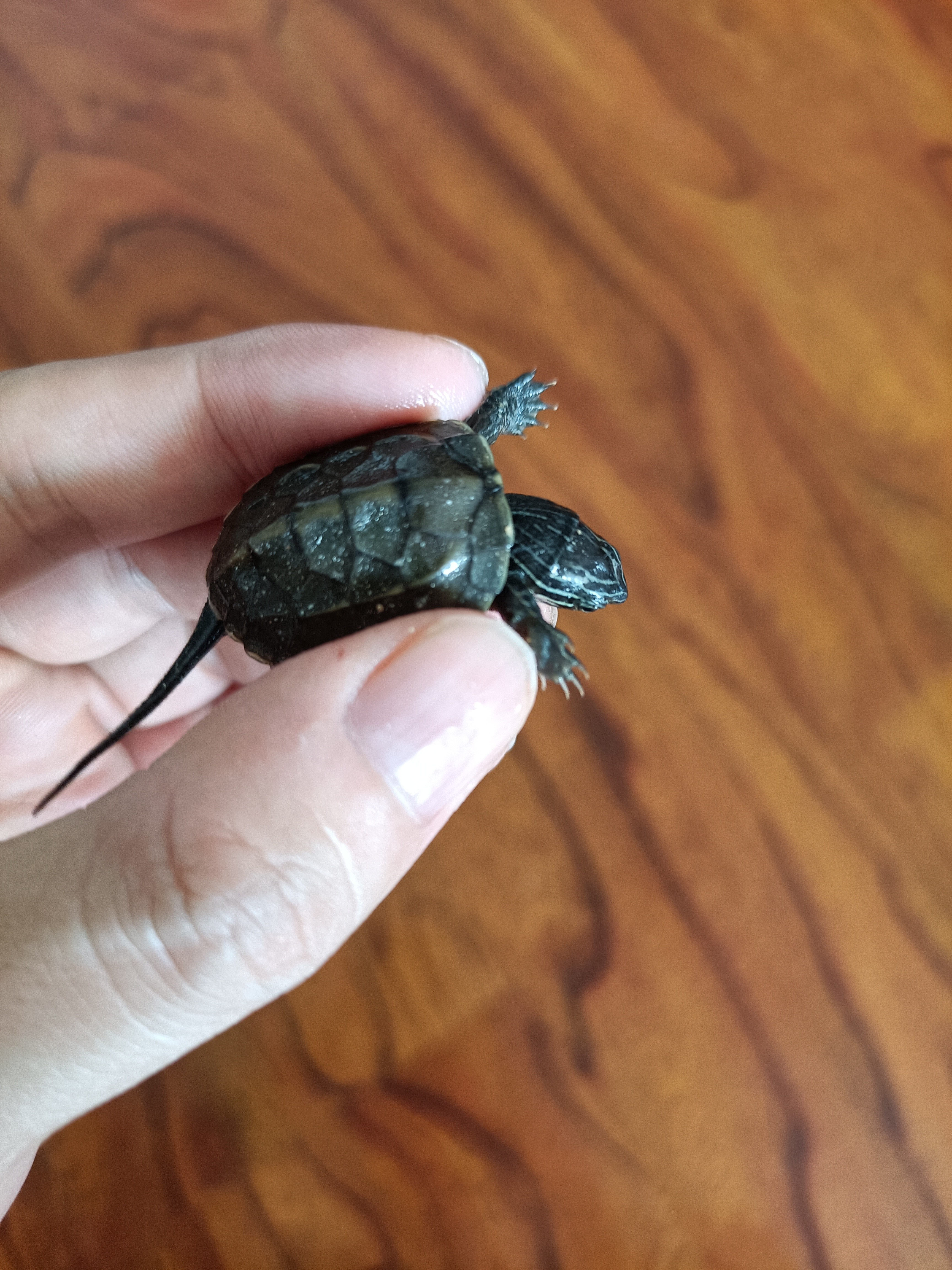 龟蛋刚出壳的乌龟怎么养,从乌龟蛋孵化出来