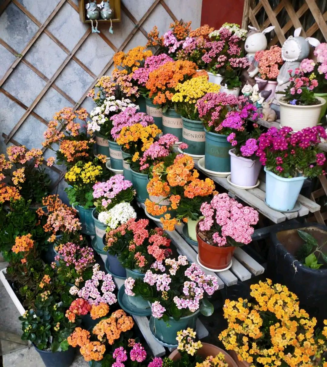 长寿花不好养怎么回事,长寿花一般怎么养才好