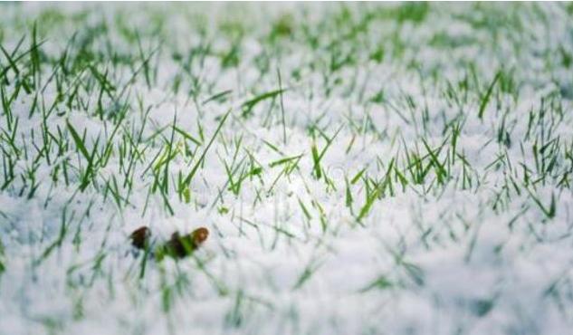 球场草坪施工方法教程,球场怎么铺草坪效果最好