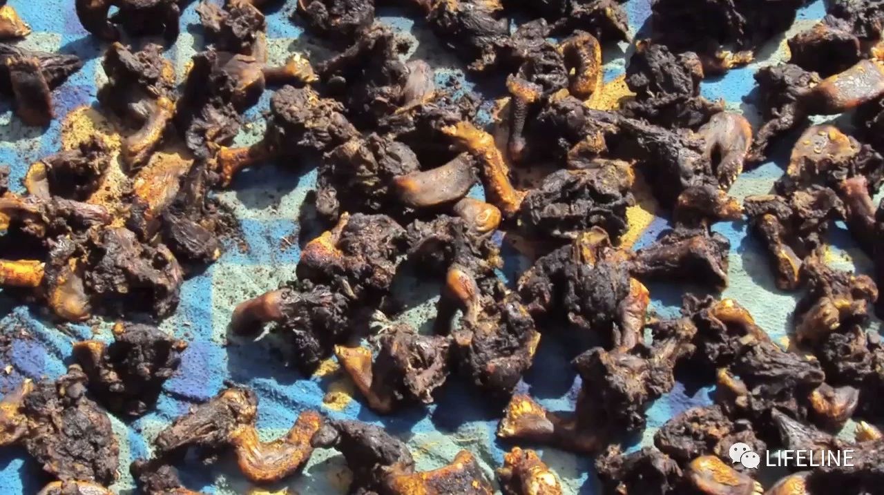 龟中“考拉”，请别让我们的孩子在博物馆见到它们...