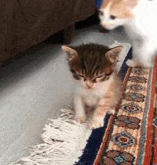 刚出生的小奶猫有多可爱,小奶猫幼崽可爱到犯规