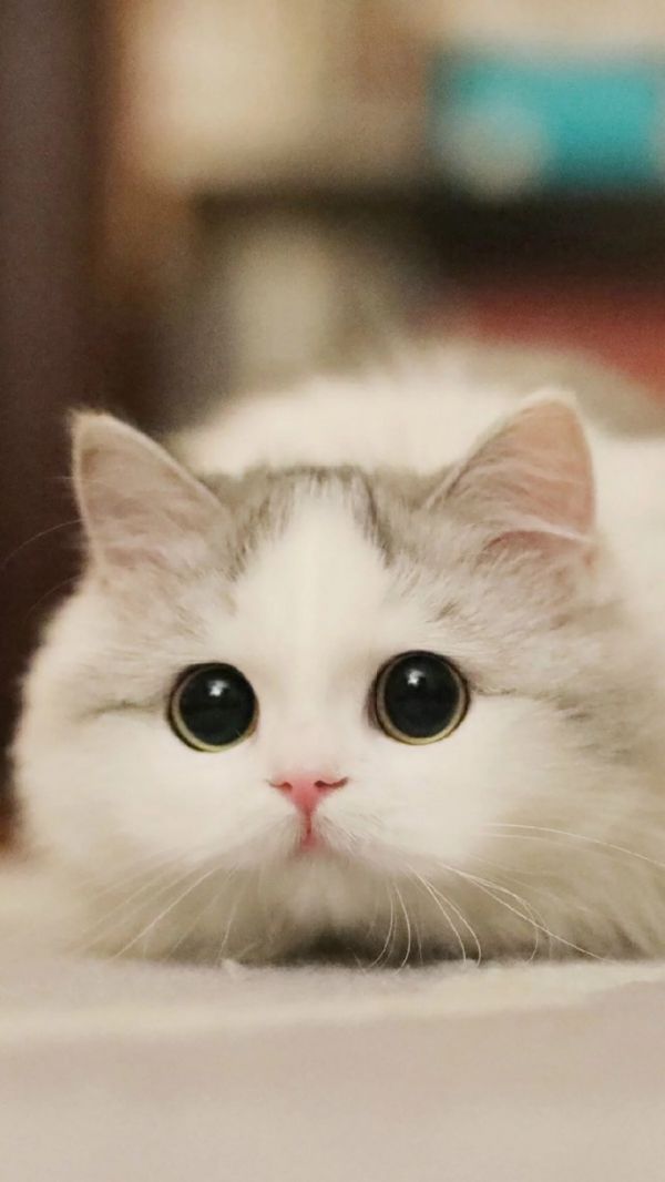 猫咪患猫瘟的概率,猫咪感染猫癣的几率高吗