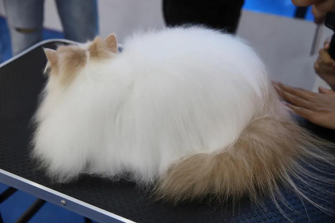 猫舍长毛猫洗护日常分享,无毛猫的清洁与护理全攻略