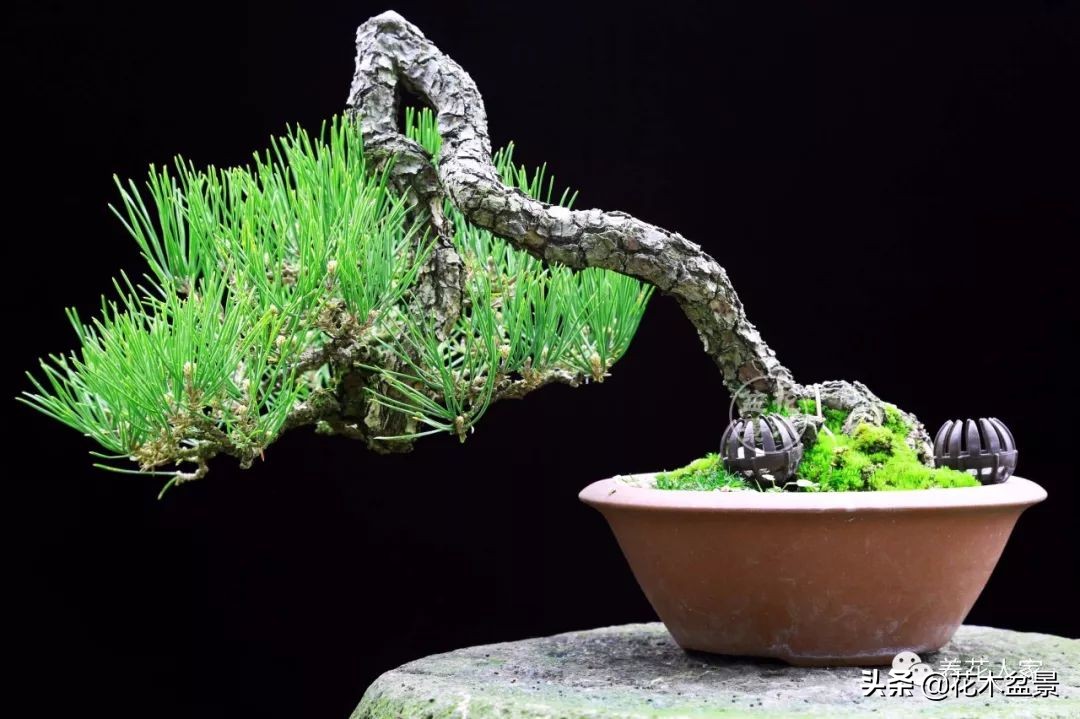 让你从厨艺小白变大神的100道菜,教你如何从一个小白变成大神