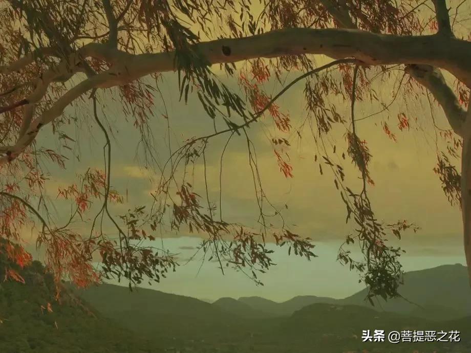 相爱后动物感伤介绍,相爱后的动物感伤时代