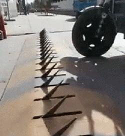 老虎：这是我准备养大吃的，你来凑什么热闹