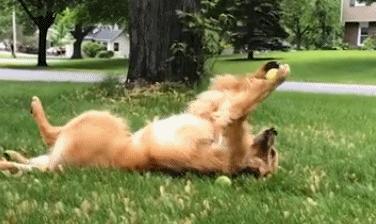 狗狗必备的5种玩具,狗狗最喜欢玩的纸玩具