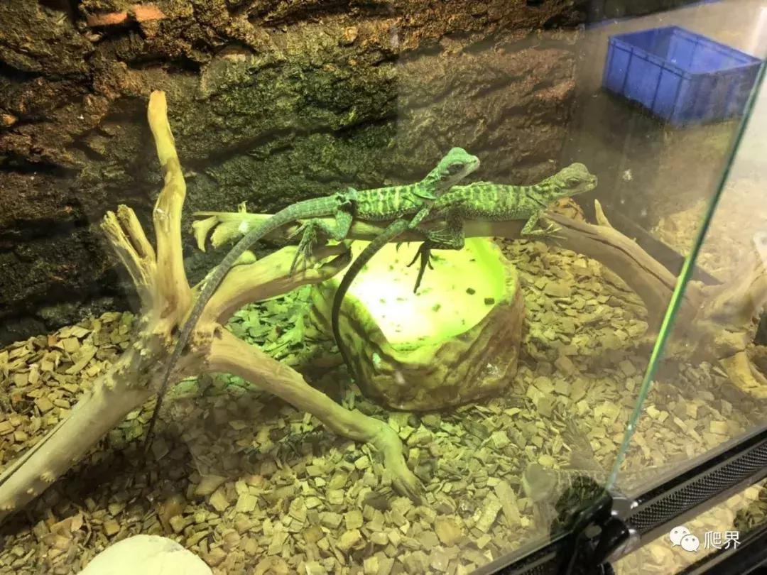 伦敦的爬宠店,隐藏在小区深处的店铺