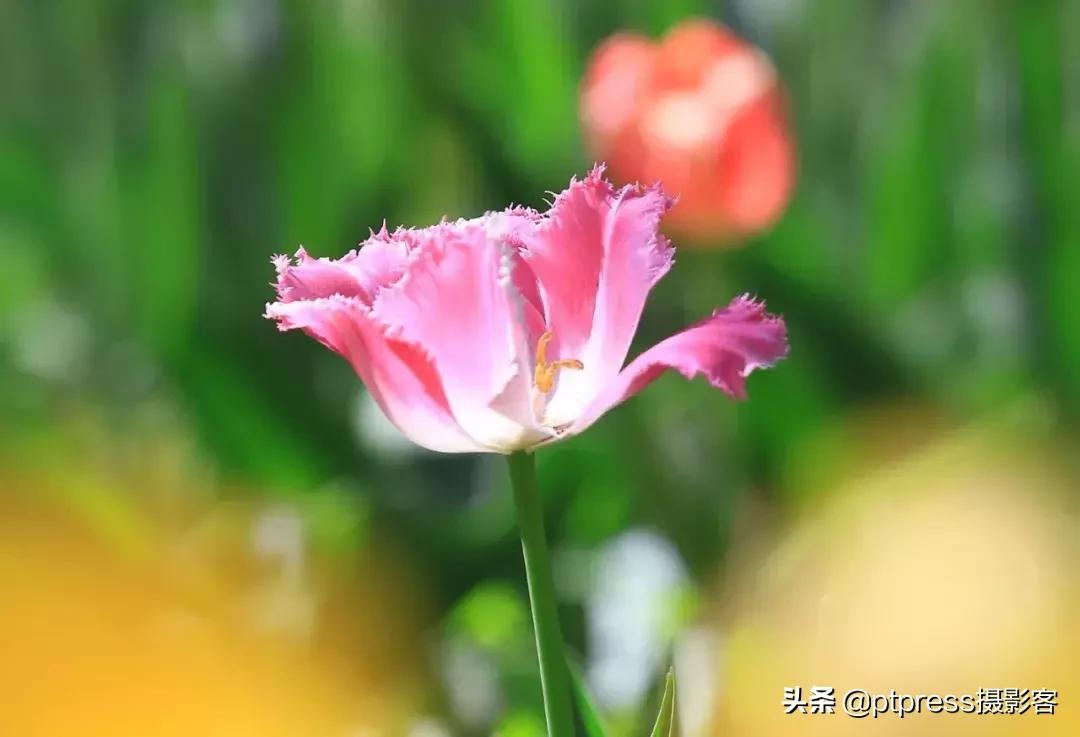 摄影中的手动对焦终极指南,零基础小白必学摄影对焦