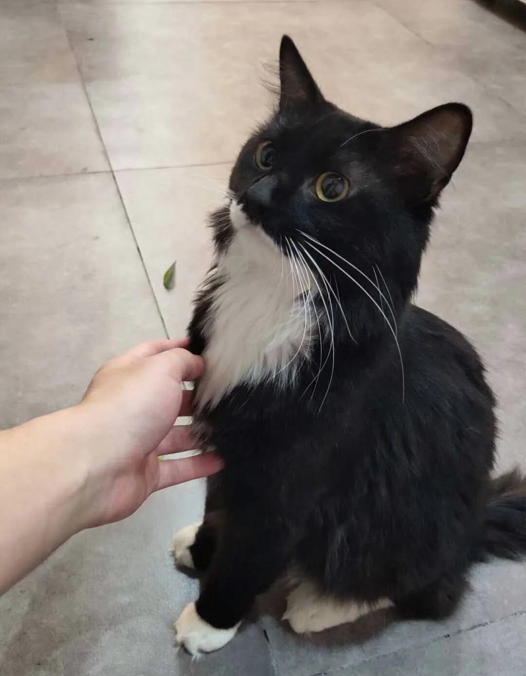 央视多档直播传出猫叫,央视猫叫上热搜