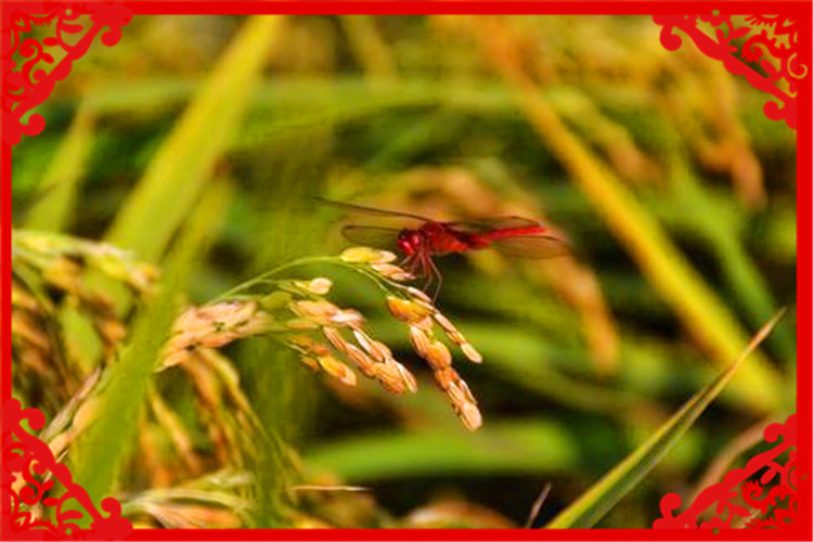 乡下农村人近10年干什么能挣钱,60岁农民在城里做点什么能挣钱