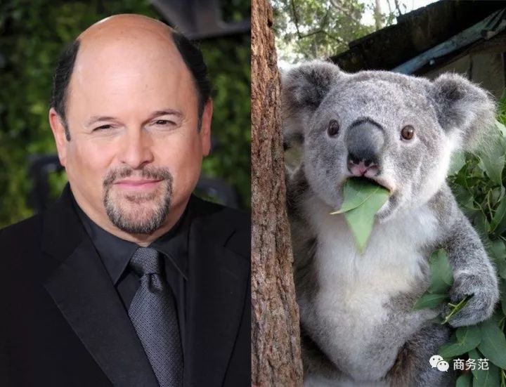 威廉王子秃顶了哈里为啥没秃顶,威廉王子为什么喜欢秃顶