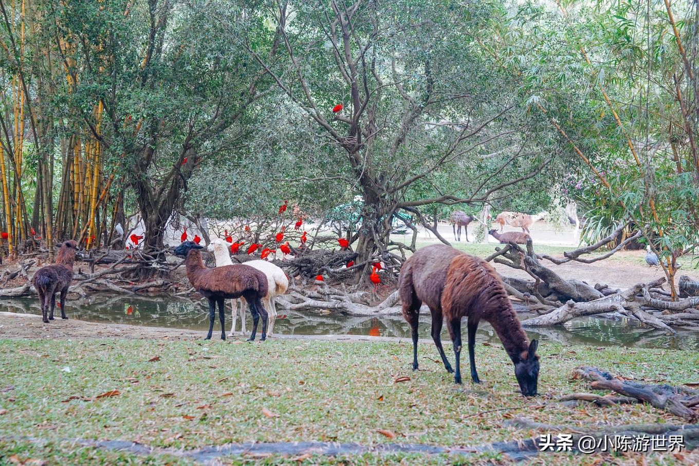 寒假广州长隆三天两夜亲子游攻略,带孩子广州长隆旅游攻略