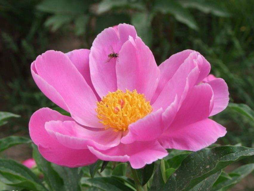 芍药养不开怎么办,芍药怎么养才花满枝头