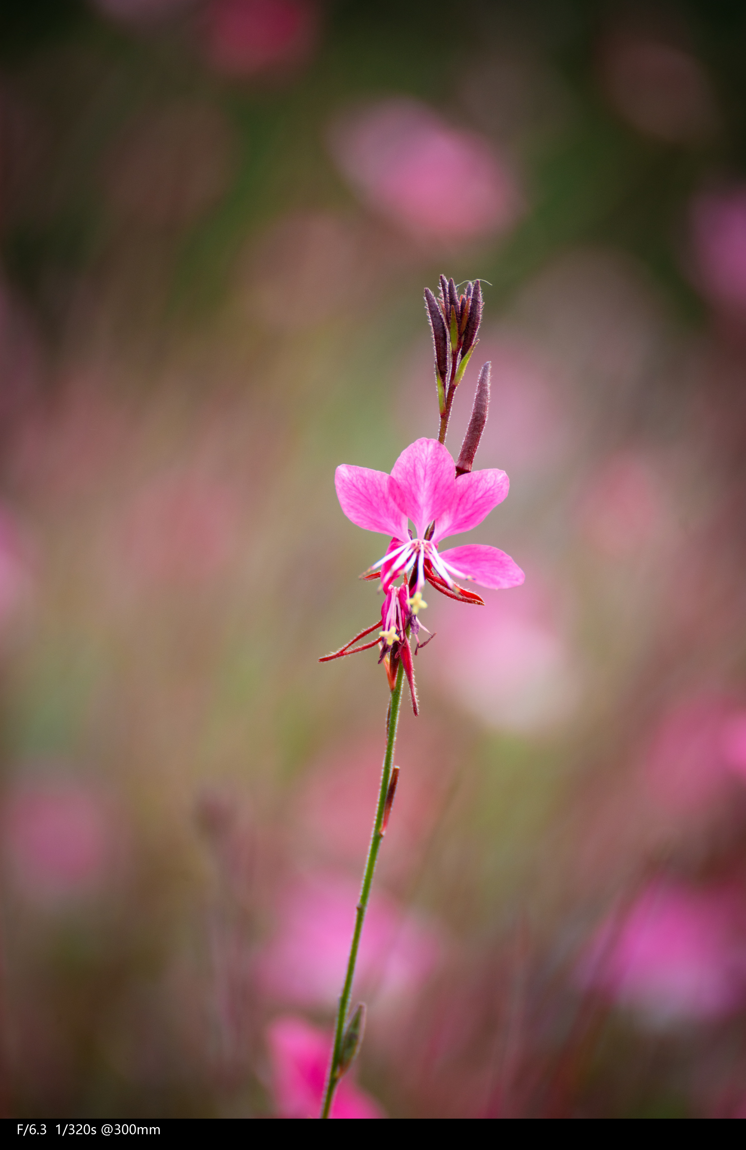 全画幅腾龙70-300,腾龙70-300e卡口