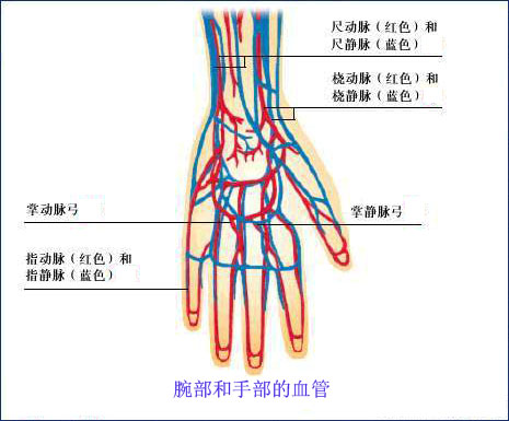 硬拉头晕还能继续训练吗,硬拉晕倒了怎么办