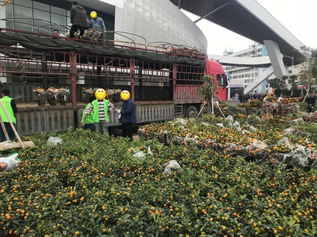 肇庆各区花市,2020肇庆市花市图片