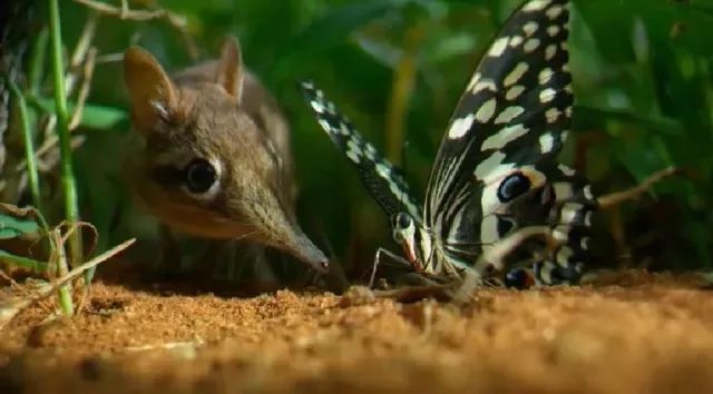 孩子暑期必看的50部神级纪录片,适合孩子和家长一起看的纪录片