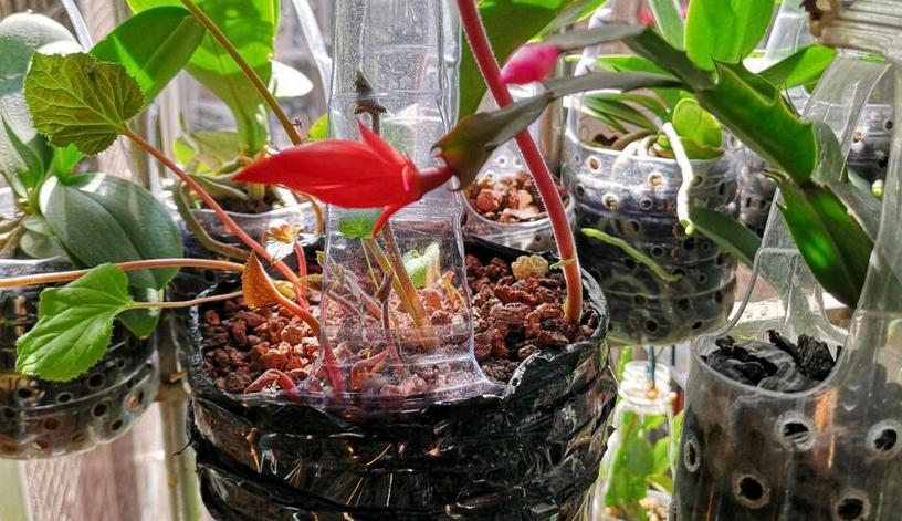 塑料瓶养花妙用大全,塑料瓶养花好还是玻璃瓶养花好