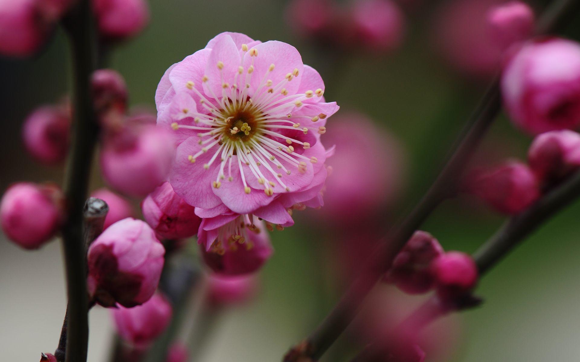 梅花跟什么一起种合适,梅花和哪两种花被称为岁寒三友