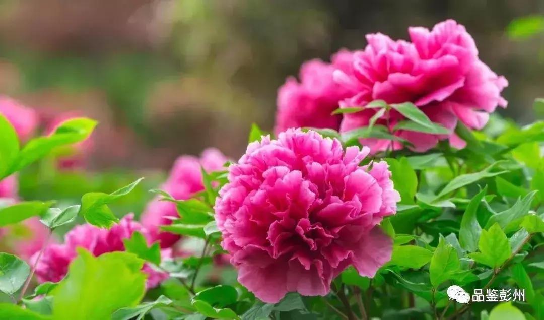 五朵金花组团出战,五朵金花齐聚的时候