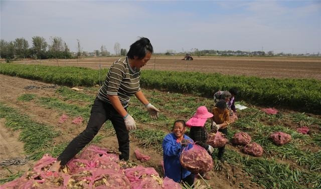 姜的种植方法云南,云南大姜种植6月份管理技术