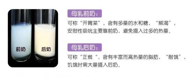 前奶和后奶的营养有什么区别,前奶后奶营养有什么区别