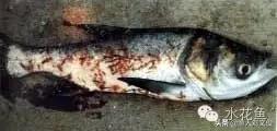 鱼身上锚头鳋怎么处理,鱼身有白色附着物