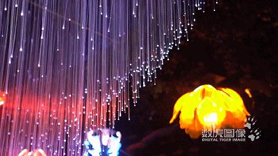 属虎,数虎图像深圳