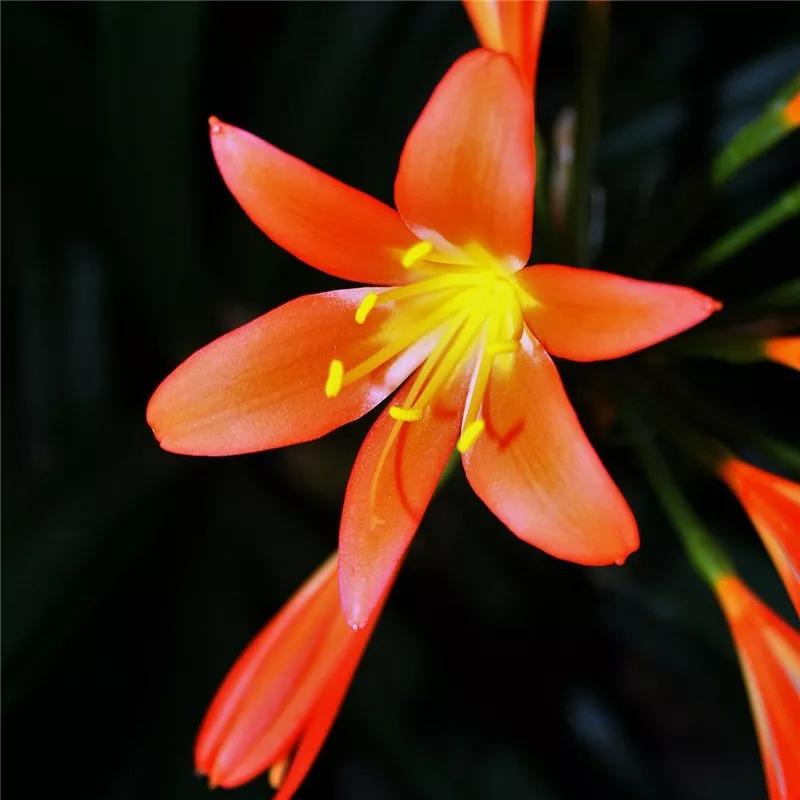 2019真实鲜花图片,2023鲜花爆款图文