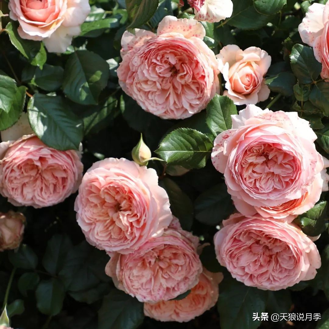 四月最浪漫的蔷薇花,最浪漫的四月花