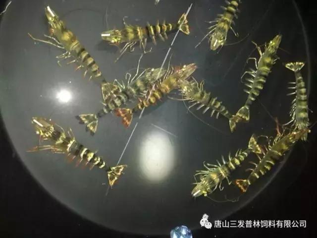 斑节虾是淡水养殖还是海水养殖,微正斑节虾养殖