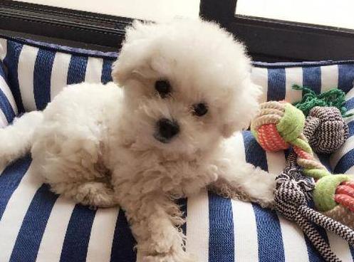 养比熊犬常见的几大坏习惯,比熊犬有哪些坏习惯