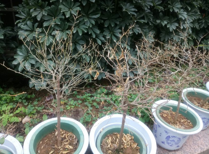 三角梅进入冬季叶子掉光了,三角梅冬季枯萎还会活吗