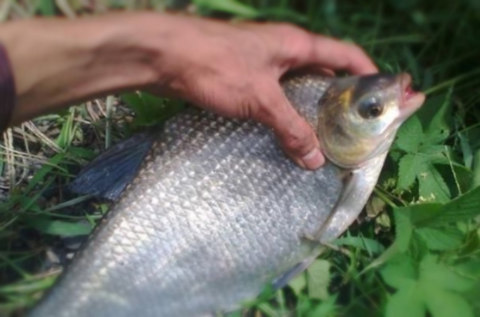 钓武昌鱼的技巧和方法,武昌鱼用什么最好钓