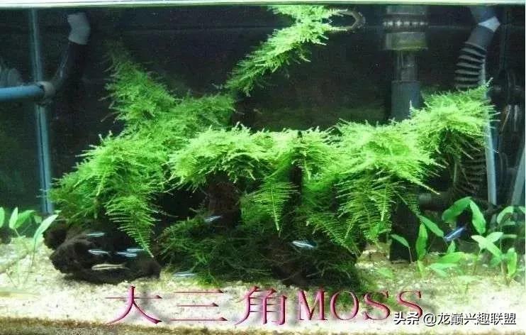 沉木绑扎什么莫斯好,珊瑚莫斯怎么绑扎