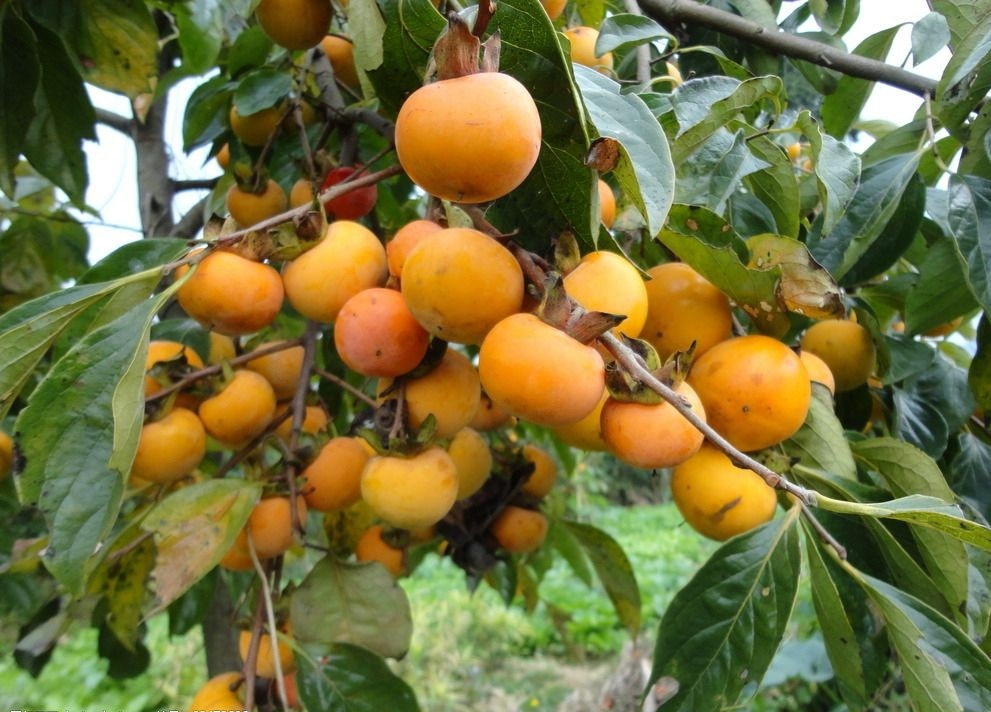 回村摘柿子,下午摘柿子回来