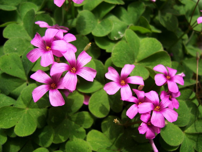 ps如何调整图片的饱和度和明度,ps调出色相明度饱和度