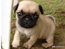 巴哥犬训练教程,巴哥犬和斗牛犬