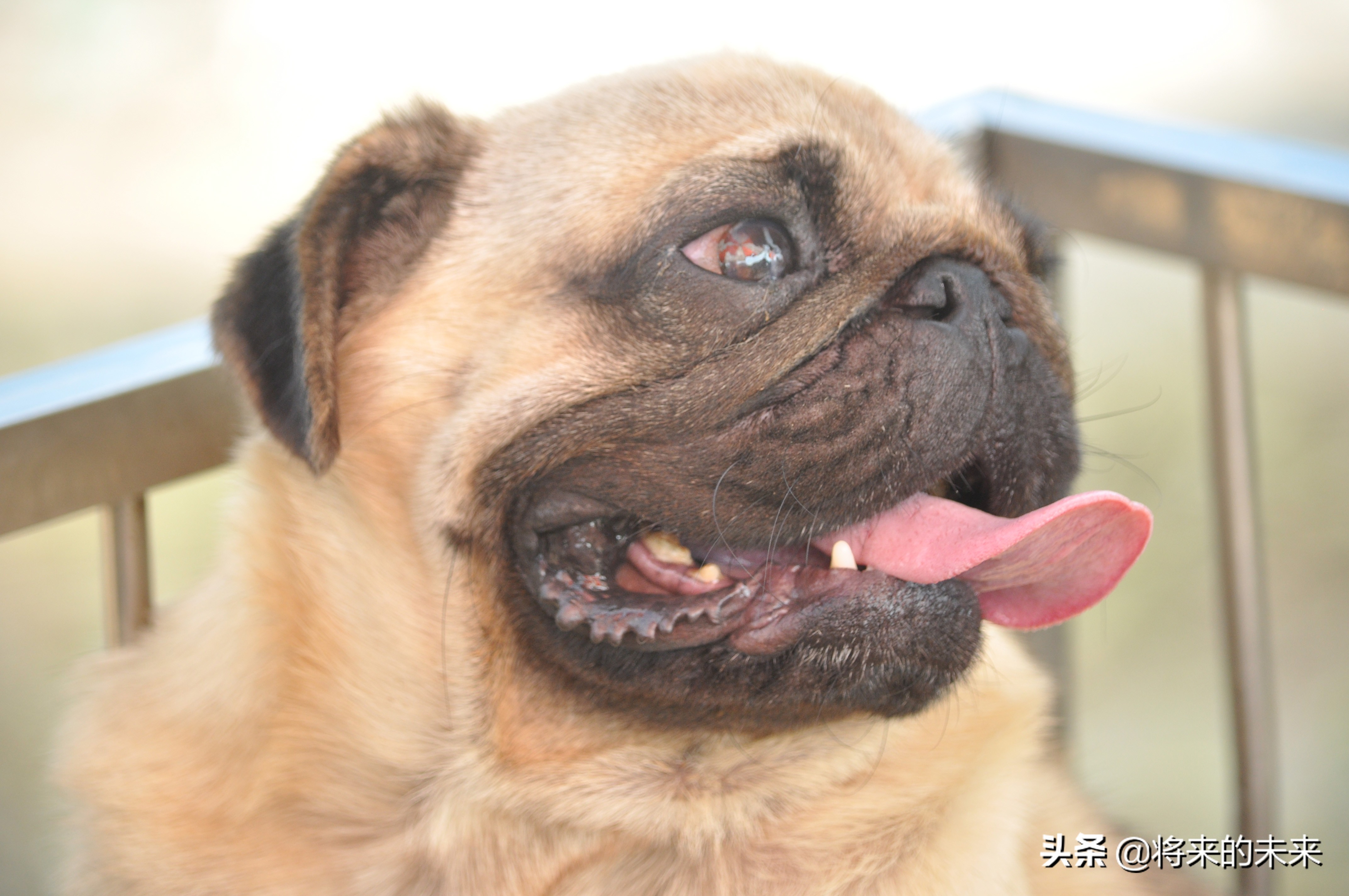 宠物市场买到假狗,去宠物市场淘狗多少钱