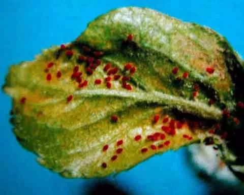 樱桃常见病虫害有哪些,樱桃常见病虫害有哪些症状