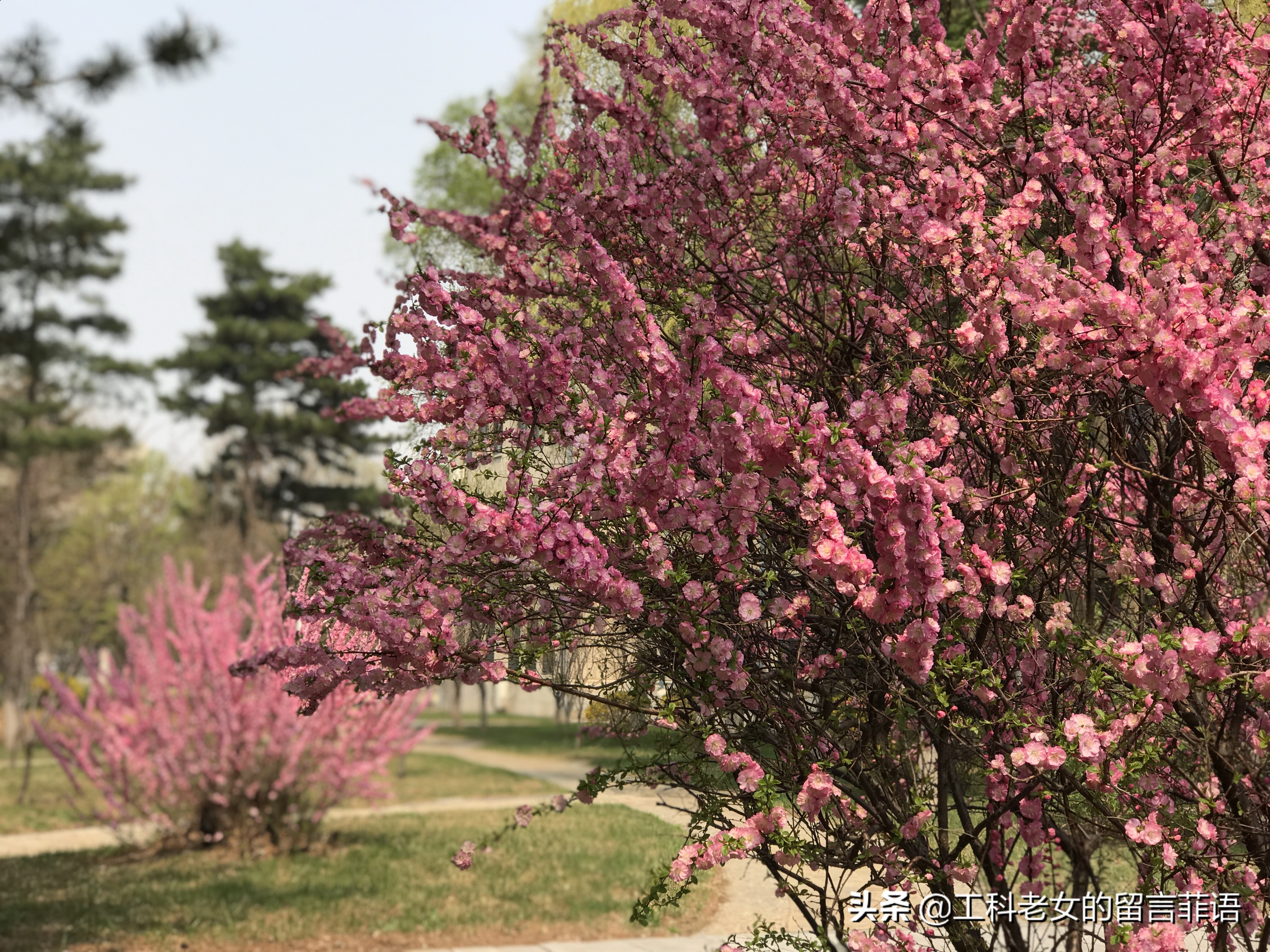 带你领略自然美,带你领略春天独有的浪漫